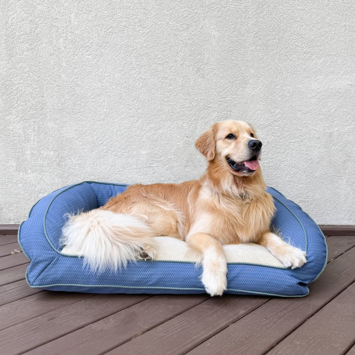 Carolina Pet Co. case study